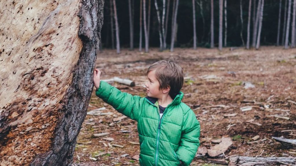 Hintergrundfoto mit einem Jungen der einen Baumstamm berührt