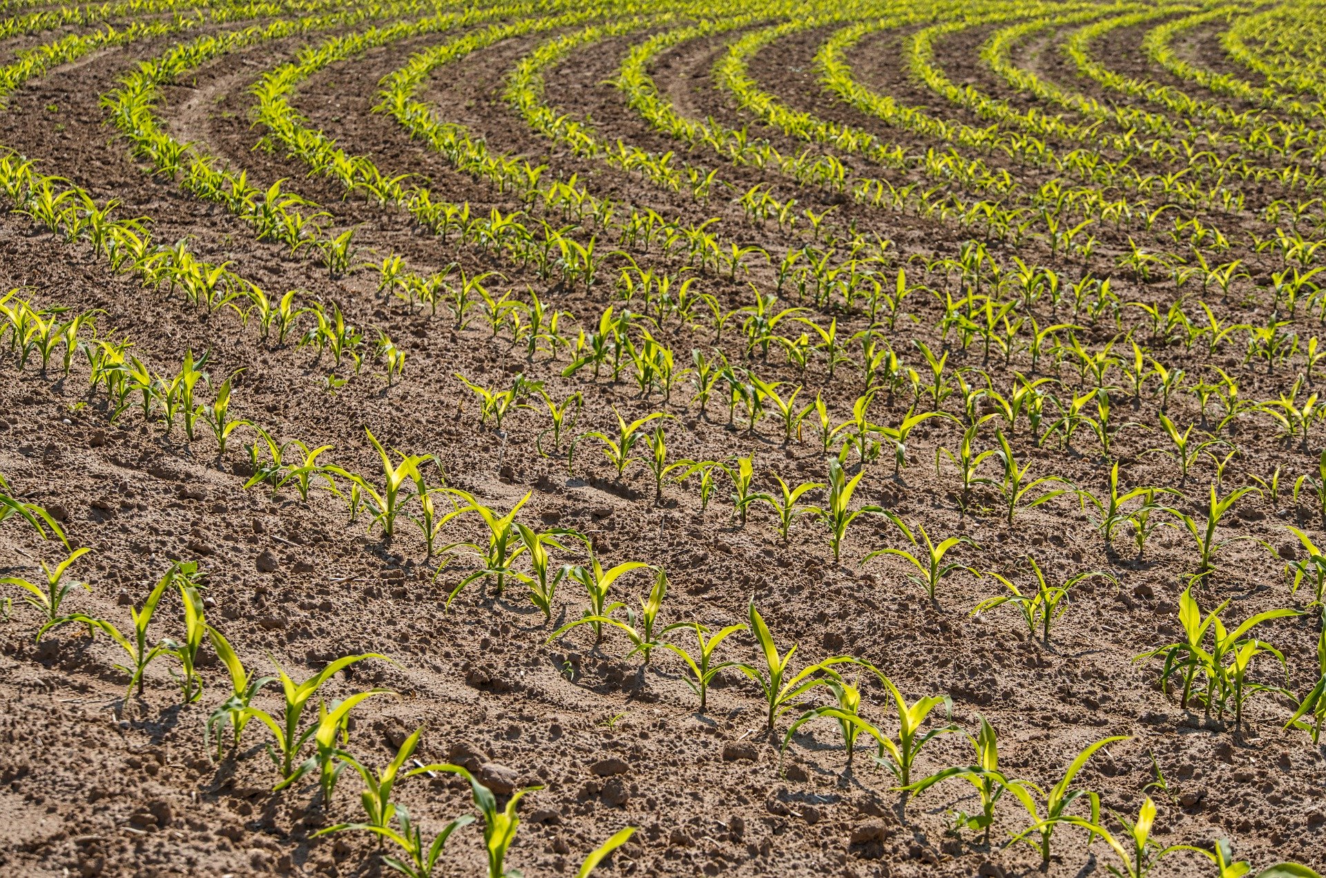 Symbolbild Ackerbau (Foto eines Feldes)